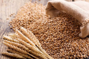 Wheat